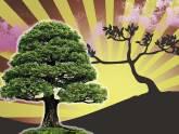 Fotos de Venta De Bonsai En Guadalajara