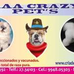 Fotos de Aaacrazypets Criadero