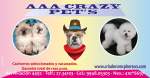 Fotos de Aaacrazypets