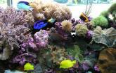 Fotos de Aquarium Specialties