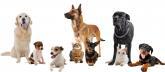 Fotos de Baldwin Animal Hospital