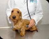 Fotos de Hospital Veterinario Paraná