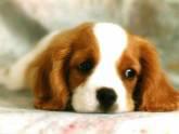 Fotos de Cachorros De Venezuela , C.a.