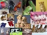 Consultorio Veterinario Elfex
