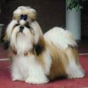 Fotos de Cuidados Veterinarios Integrales