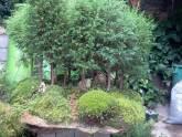 Fotos de Curso De Bonsai
