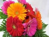 Distribuidora De Flores Arellano, C.a. J-31240788-3
