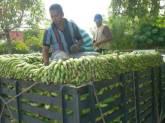 Fotos de Distribuidora De Platanos Cuatro Esquinas C.a.