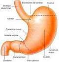 Fotos de Dr.luis Bermudez /gastroenterologo