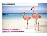 Fotos de Flamingos Cars