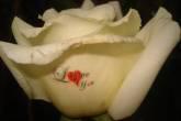 Josseph Floristeria C.a