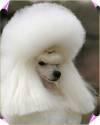 Fotos de Kusa *profesional Groomer*