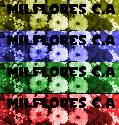 Fotos de Milflores, C.a Al Estilo De Arte Floral