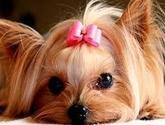Fotos de Peluqueria Canina Yoseli