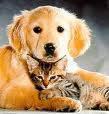 Servicios Veterinarios Puppy Movil Plus, C.a