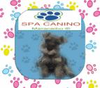 Fotos de Spa Canino Maracaibo