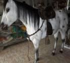 Fotos de Talabarteria Y Fusteria Joropo Y Coleo