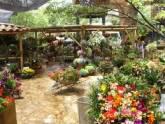 Fotos de Tu Vivero Jardin Caracas