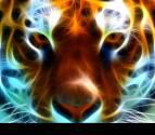 Fotos de Videos Tigre De La Galaxia C.a.