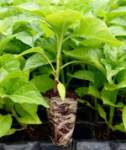 Fotos de Agroplantulas Vegeplant C.a