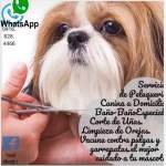 Fotos de Peluqueria Canina Economica Vacuna Garrapatas Y Pulgas